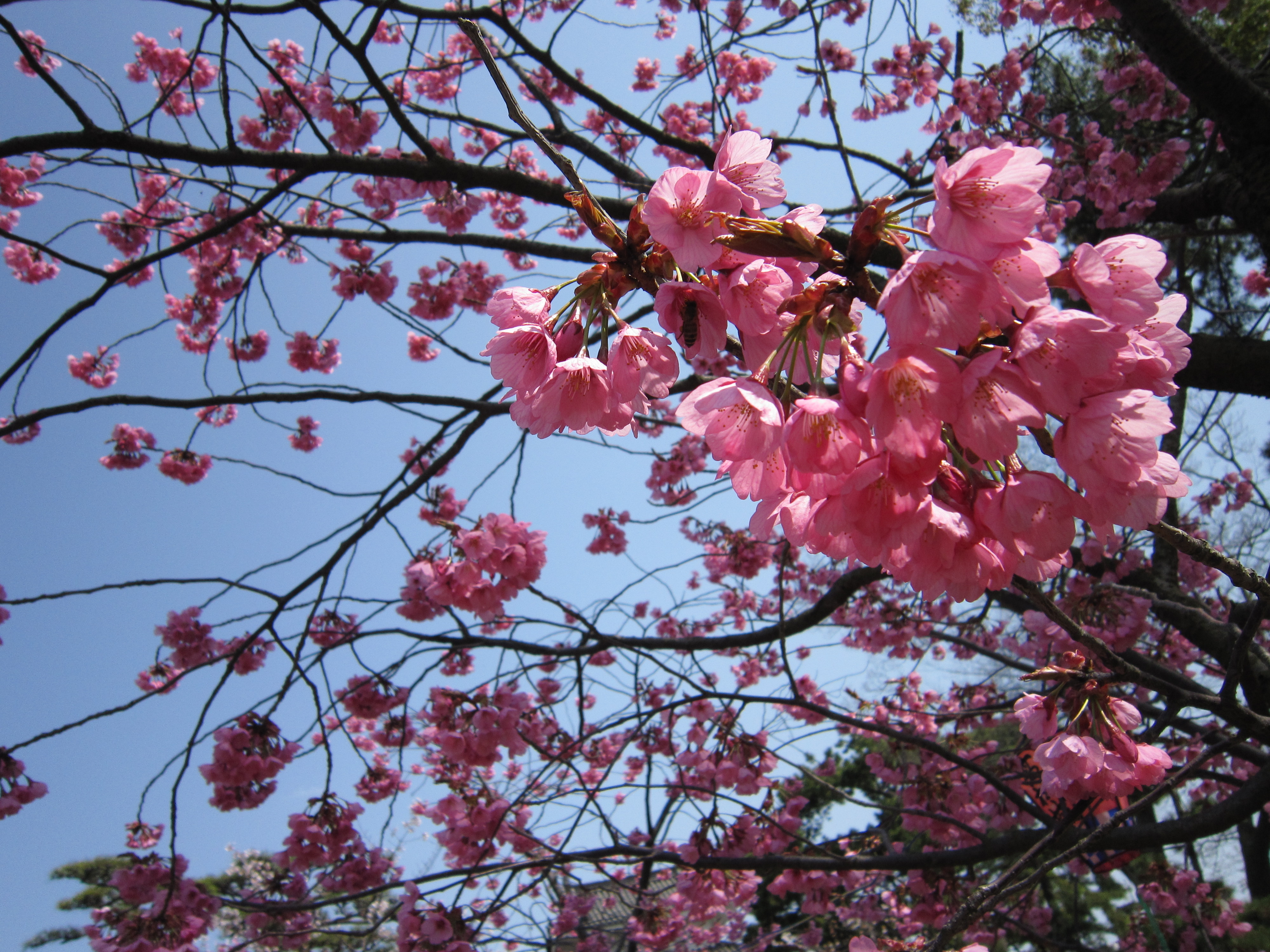 玉藻公園桜 玉藻公園